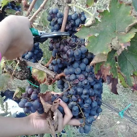 ファームステイ La Valle Degli Ulivi *