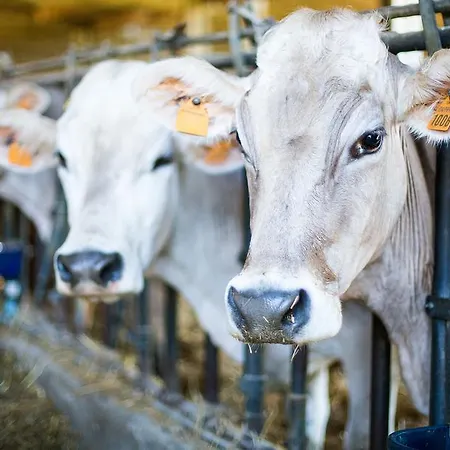 ファームステイ La Valle Degli Ulivi